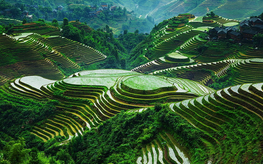 Rice Terraces High Quality, Philippines Rice HD wallpaper