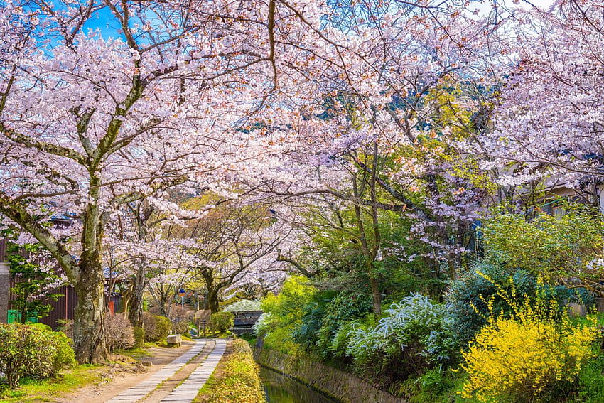 Japanese Cherry Blossom - Sakura Flower, Japanese Sakura Tree HD wallpaper