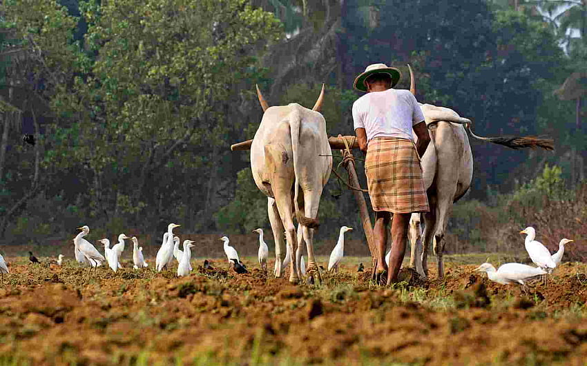 Petani India, Pertanian India Wallpaper HD