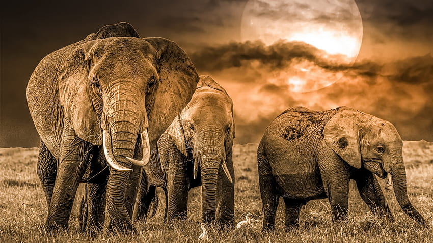 Elefante Ultra, Vida Selvagem, Filhote de Animal, Bebê Elefante papel de parede HD
