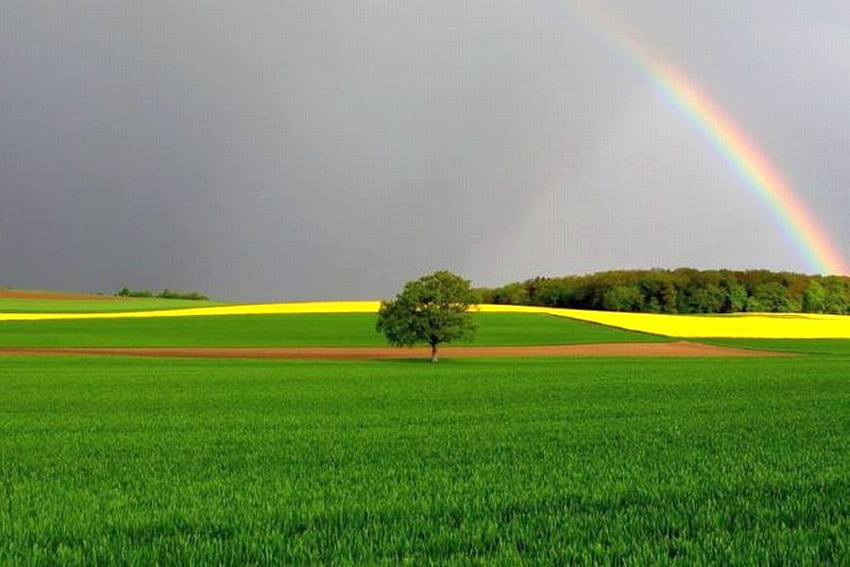 Beautiful-Fields, fields, beautiful, rainbow HD wallpaper