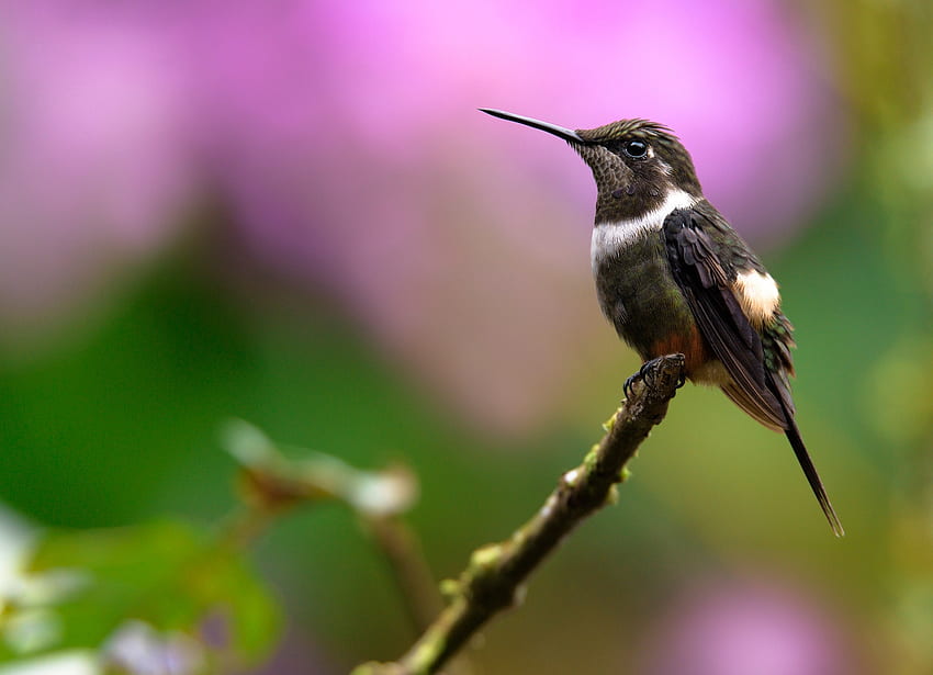 Hummingbird, pink, white, black, bird, colibri, green, pasari HD wallpaper