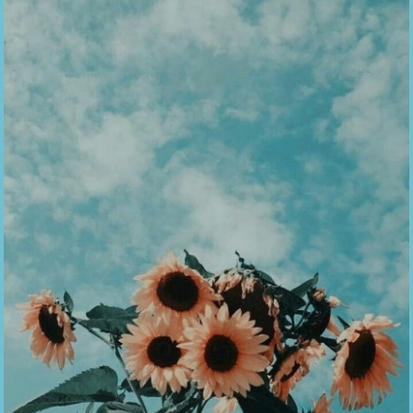 Tumblr 꽃 미학 - 꽃 Tumblr, 미적 꽃 만화 HD 전화 배경 화면