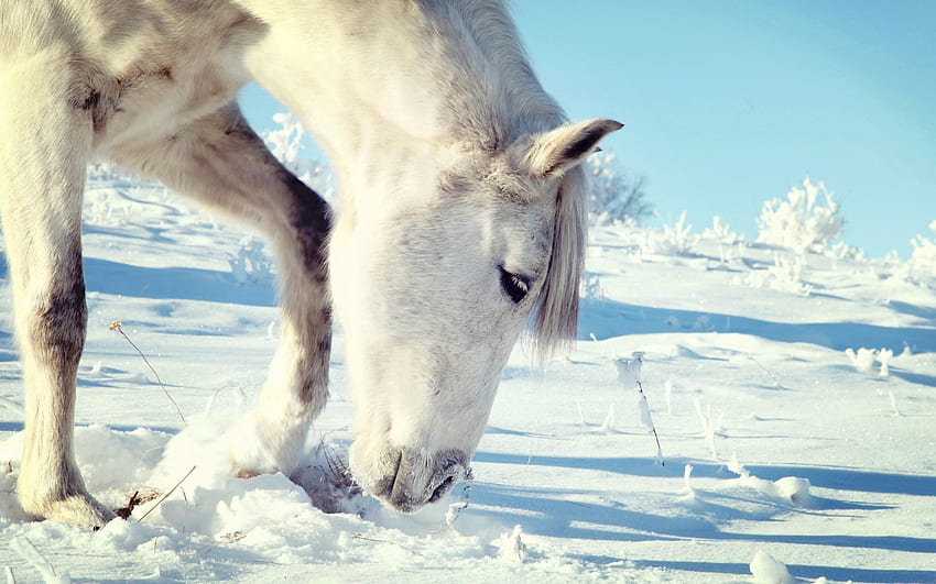 Zwierzęta, śnieg, głowa, koń Tapeta HD