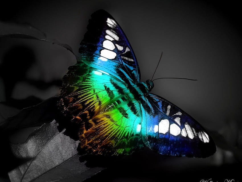 Kupu-kupu, Serangga Wallpaper HD