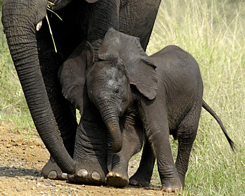 moja matka, afryka, dziecko, matka, słonie Tapeta HD