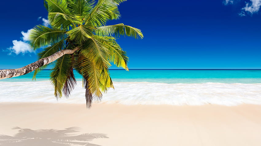 Tropikalny raj, morze, światło słoneczne, piasek, palma, tropikalny, plaża Tapeta HD
