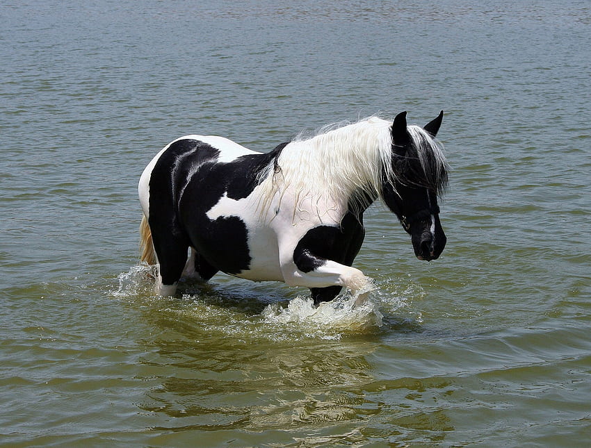 Tiere, Wasser, Pferd, Baden HD-Hintergrundbild