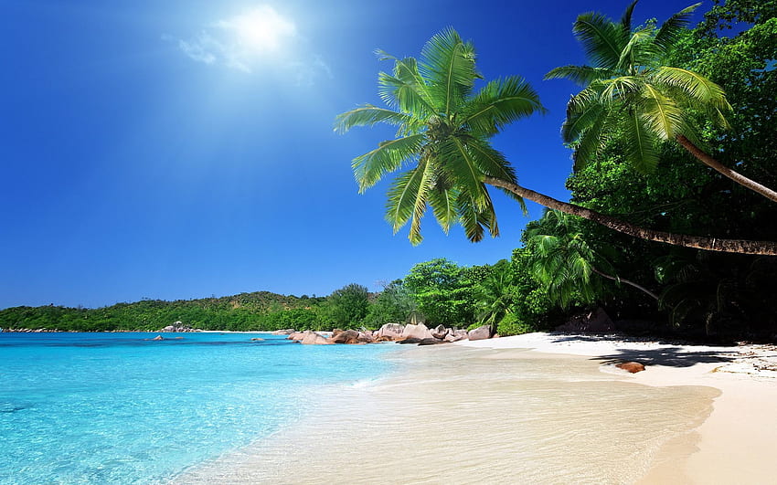 Natura, spiaggia, sabbia, palme, tropici Sfondo HD