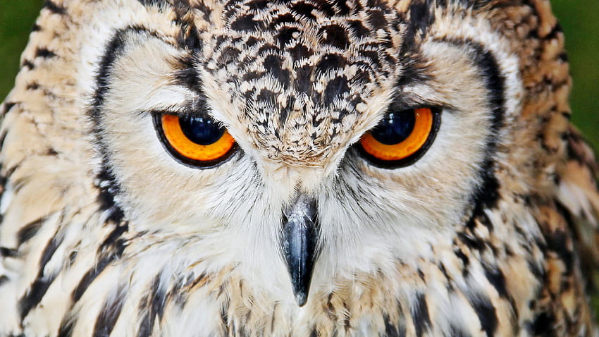 Owl, Beak, Eyes, Close up Ultra Background. Pinturas a óleo, Fotos HD wallpaper