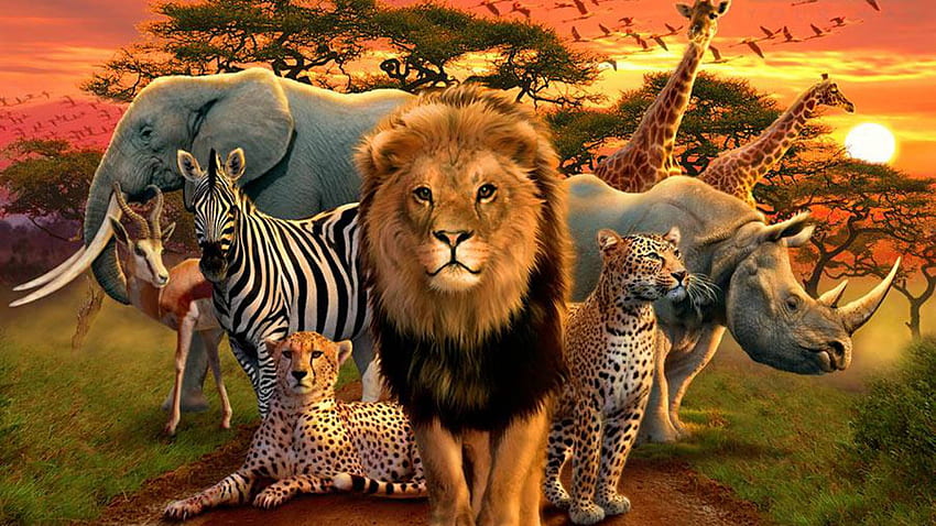 Afrykańskie zwierzęta (), Afrykańska przyroda Tapeta HD