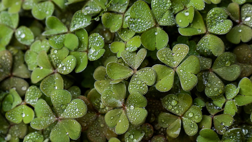 Green Clover Leaves With Rain Water Drops Macro graphy graphy HD wallpaper