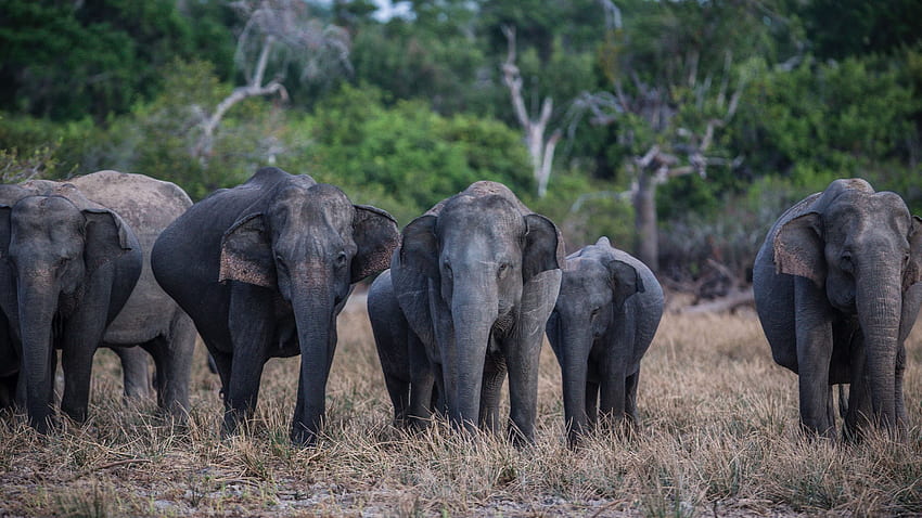 Kawanan Gajah Berdiri Di Rumput Kering Dengan Latar Belakang Pepohonan Hijau Kabur Gajah Wallpaper HD