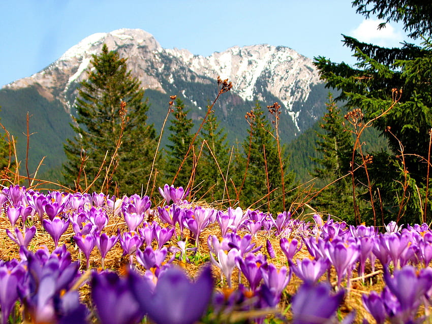 Spring in the mountain, spring, nice, fragrance, crocus, trees, snowy, meadow, preks, beautiful, fresh, pretty, field, violet, freshness, nature, sky, scent, flowers, lovely HD wallpaper