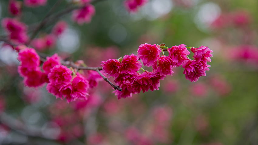 Cabang Pohon Bunga Sakura Merah Muda Di Blur Bokeh Background Flowers Wallpaper HD