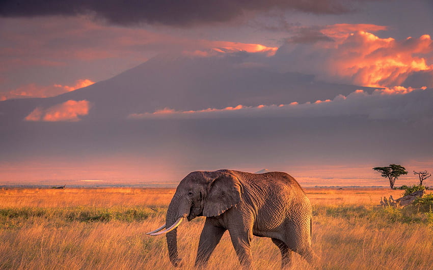 Elefante grande, pôr do sol, África, vida selvagem, paisagem montanhosa, elefante africano para com resolução . Alta qualidade papel de parede HD