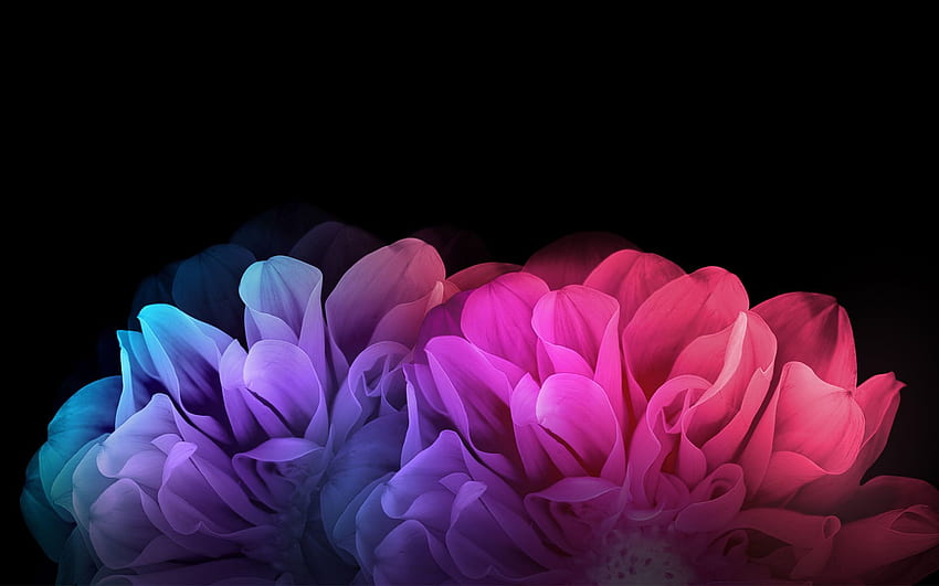 Blumen auf schwarzem Hintergrund, dunkles Blumenmuster HD-Hintergrundbild