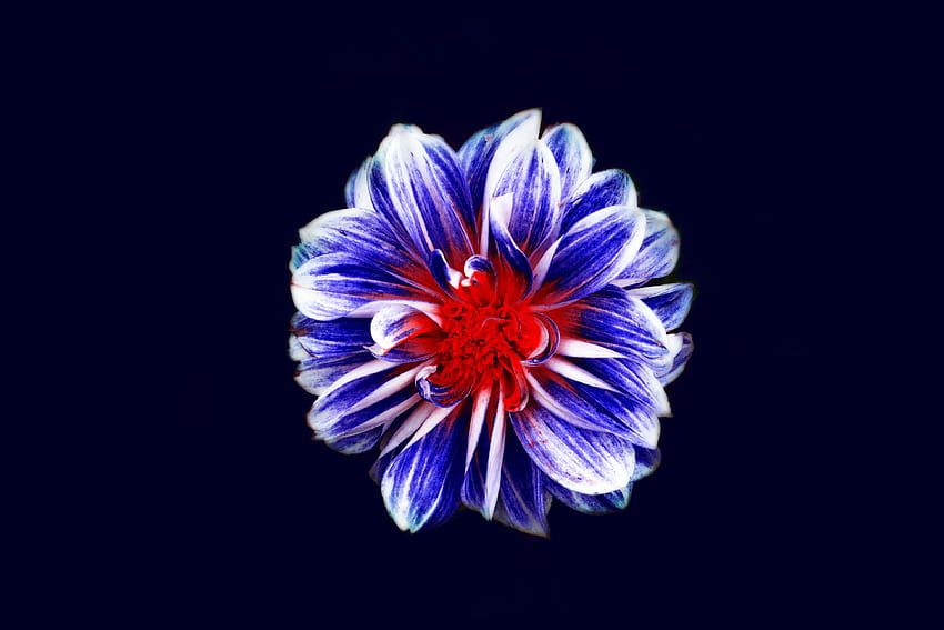ดอกไวโอเล็ต ดอกกลีบดอกตูมสีม่วง วอลล์เปเปอร์ HD