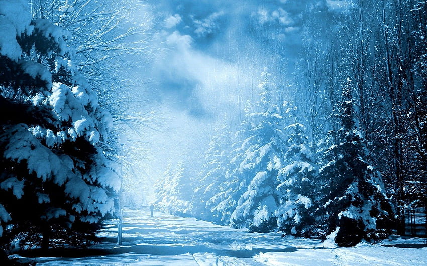 神秘化。 冬、冬、雪の、雪景色 高画質の壁紙
