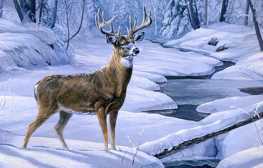 winter, forest, snow, stream, deer, forest, November Snow HD wallpaper