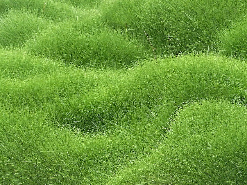Grass, Texture, Textures, Field HD wallpaper