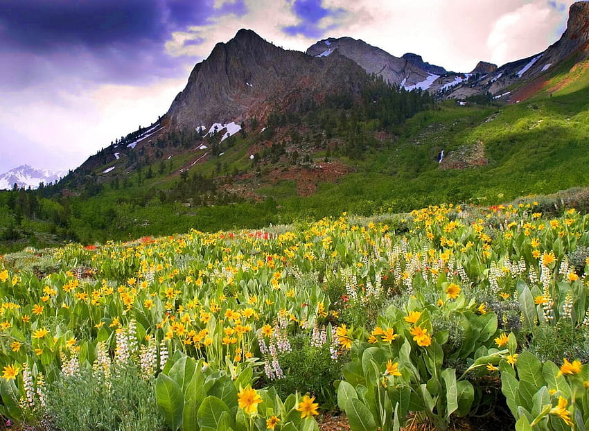 Mountain wildflowers, slope, landscape, meadow, beautiful, rocks, serenity, nice, wildflowers, cliffs, pretty, freshness, clouds, nature, sky, peak, lovely HD wallpaper