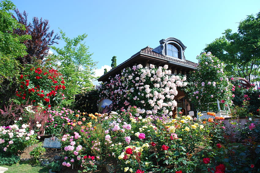 バラの家、バラ、色、花、家 高画質の壁紙