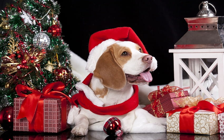 Коледно кученце, куче, животно, бяло, черно, craciun, кученце, Коледа, червено, Дядо Коледа, шапка HD тапет