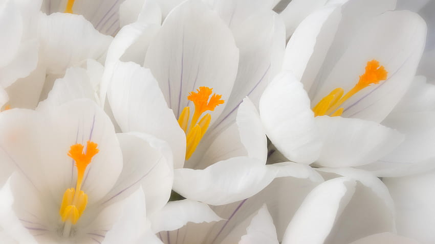 È primavera, bianco, pistillo, petali, giallo, fiori, primavera Sfondo HD