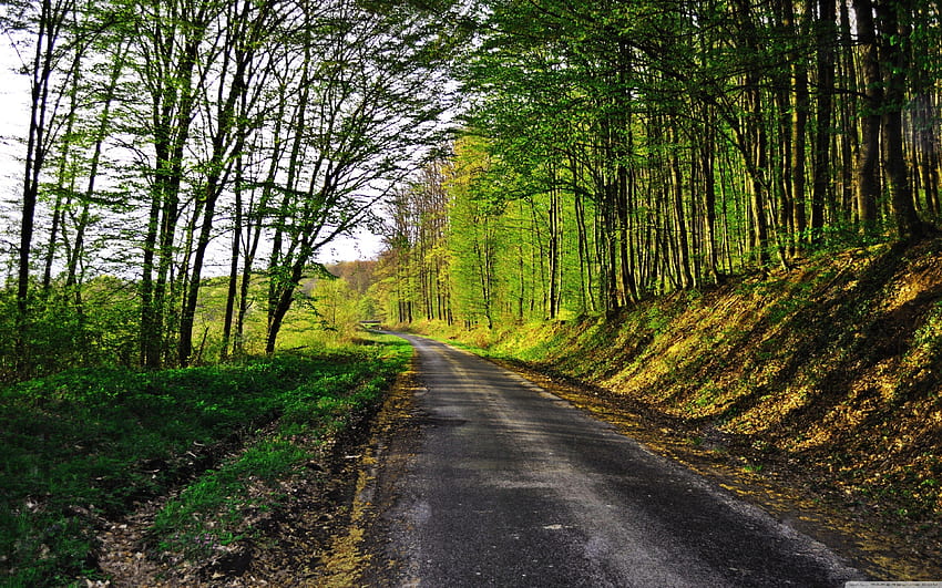 Nature In Kerala Forest Bg HD wallpaper | Pxfuel