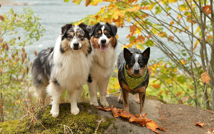 Smile For The Camera, dogs, cute, border collies, animals HD wallpaper