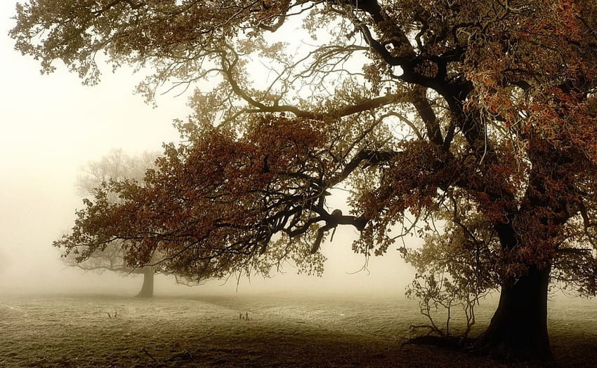 Baum, Landschaft, Braun, Natur HD-Hintergrundbild