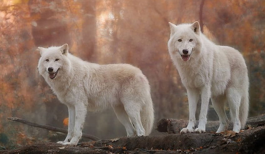 Wolf, dog, grey, grey wolf, friendship HD wallpaper