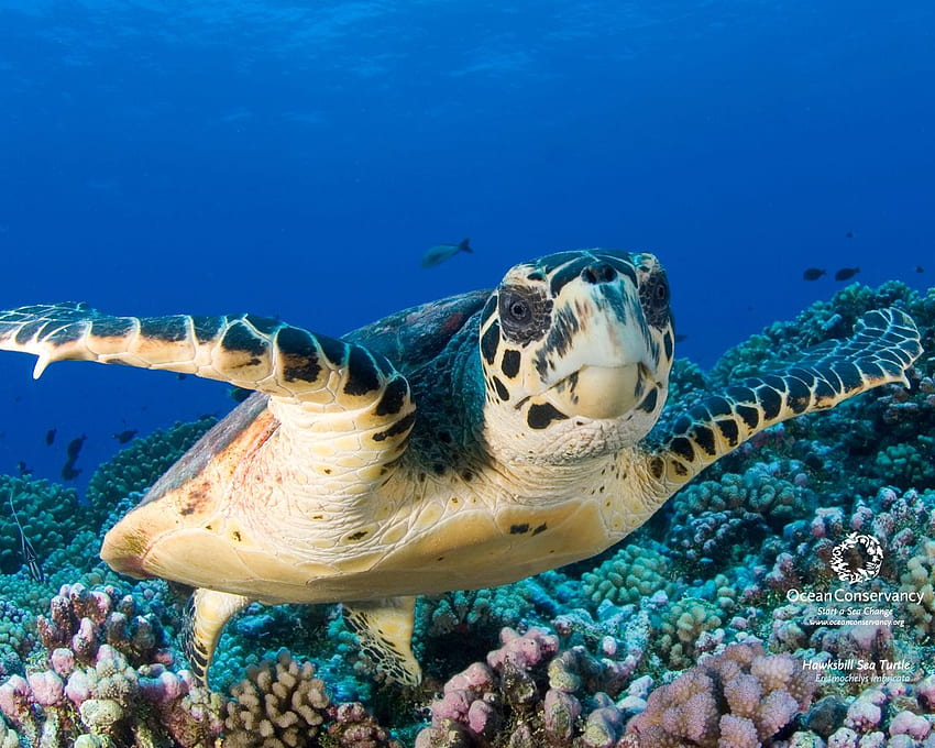 Hawksbill Sea Turtles 3905 Animal HD wallpaper | Pxfuel