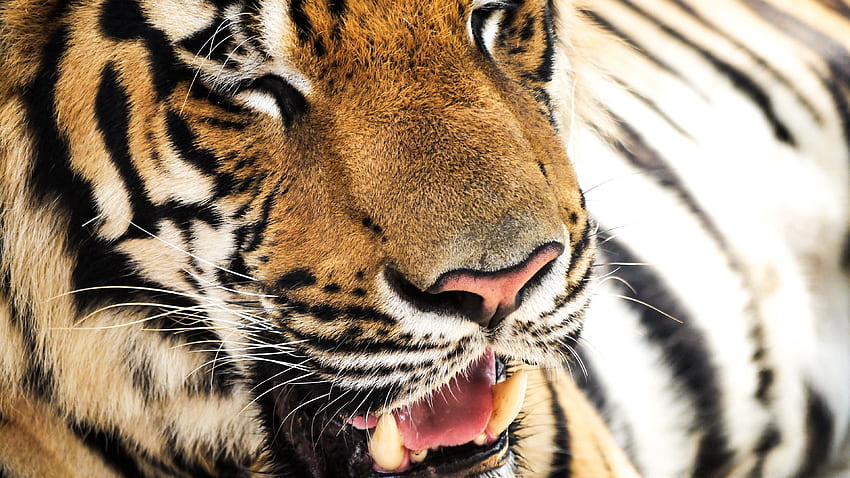 Tiere, Schnauze, Tiger, Nase, Zähne HD-Hintergrundbild