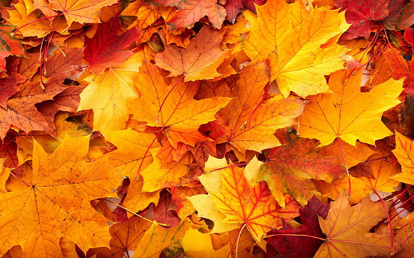 Autumn Background Tumblr, collections at HD wallpaper | Pxfuel