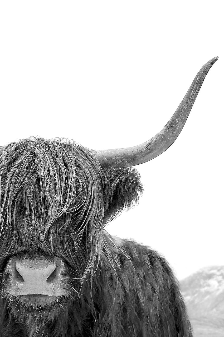 Black and White Print. Highland Cow Art Print. Scottish Cow graphy. Wall Art by Little Ink Empir. Highland cow art, Cow graphy, graphy prints art HD phone wallpaper