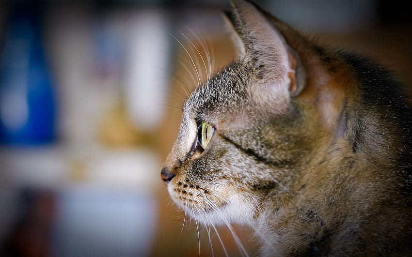 Tiere, Katze, Schnauze, Anblick, Meinung, Profil, Neugier HD-Hintergrundbild