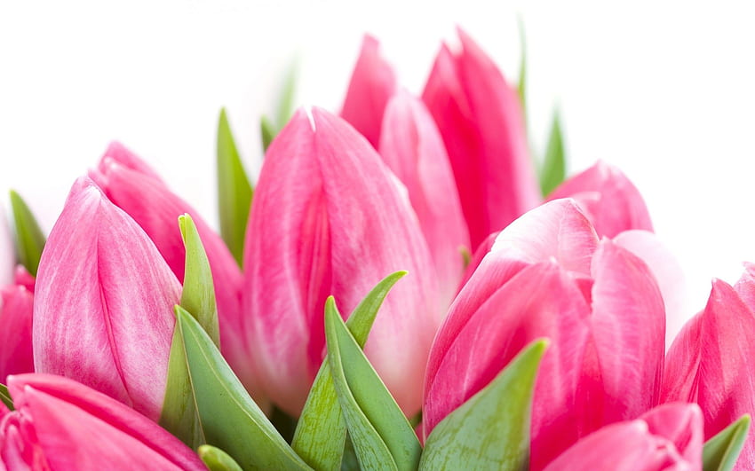 Wallpaper  pink flowers tulips blossom flower tulip petal land  plant flowering plant close up macro photography 2048x1365  pere   182412  HD Wallpapers  WallHere