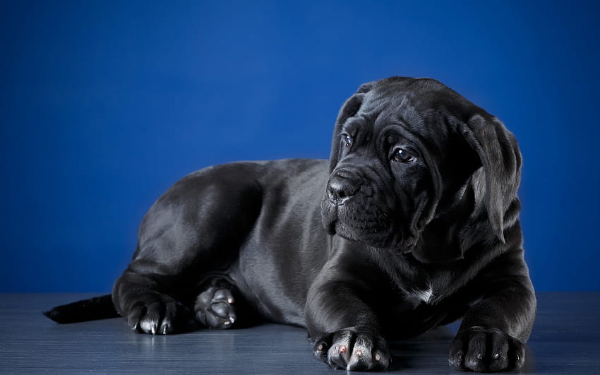 케인 코르소, 작은 검은색 강아지, 귀여운 작은 개, 애완동물, 해상도 있는 개. 고품질 HD 월페이퍼