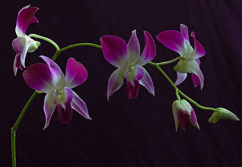 orkideler, çiçekler HD duvar kağıdı