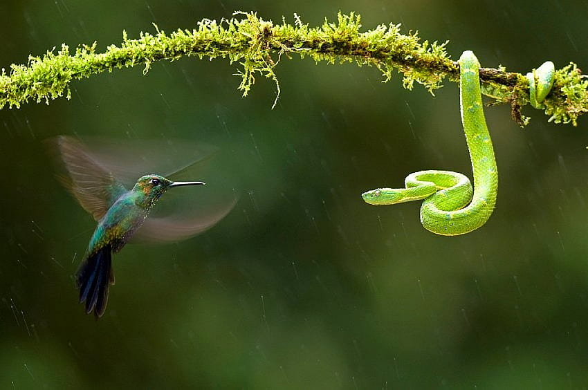Птица срещу змия, змия, , зелено, готино, колибри HD тапет
