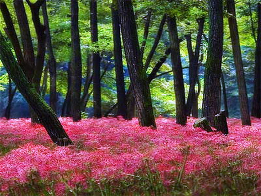 ทุ่งฤดูใบไม้ผลิ พรม ชมพู เขียว ดอกไม้ ฤดูใบไม้ผลิ ป่า วอลล์เปเปอร์ HD