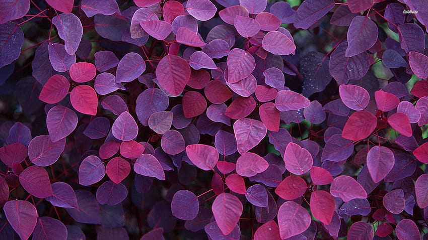 : Purple Leaves - Botanical, Colors, Dark HD wallpaper