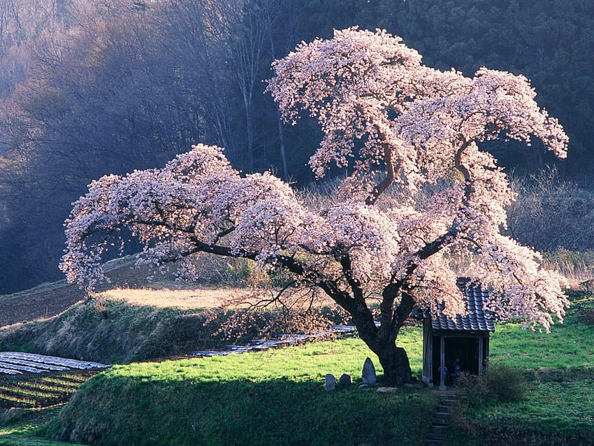 Japão, flor, floresta, flor, árvore papel de parede HD
