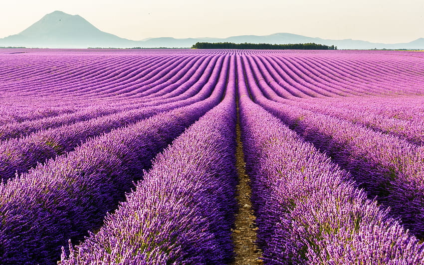 Wallpaper Sunset flowers Scenery Lavender Field images for desktop  section пейзажи  download