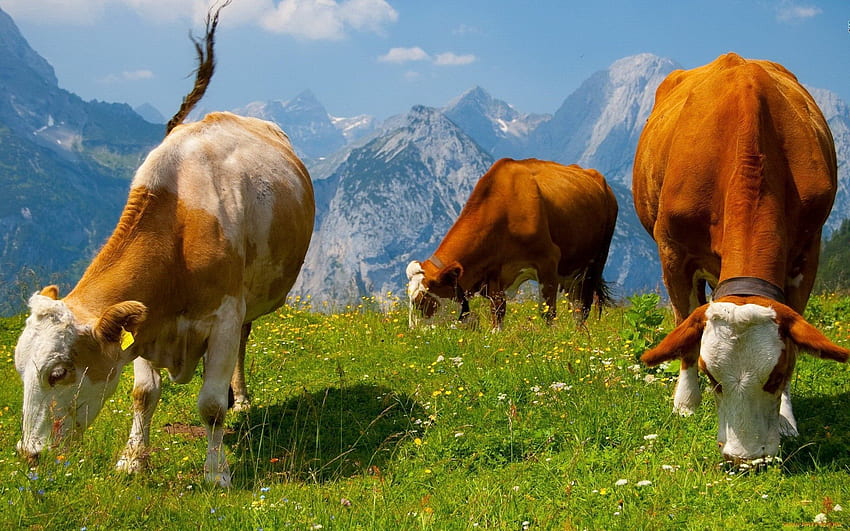Tiere, Lebensmittel, Gras, Kühe, Grasen HD-Hintergrundbild