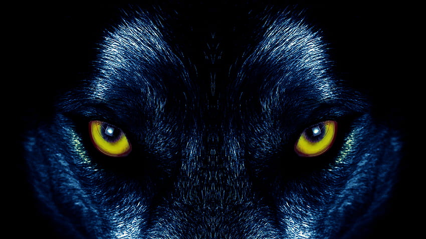 Hewan, Mata, Predator, Serigala, Penglihatan, Pendapat Wallpaper HD