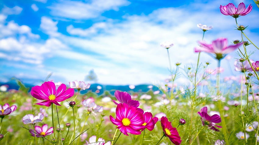 Sommerblumen, Frühsommer HD-Hintergrundbild