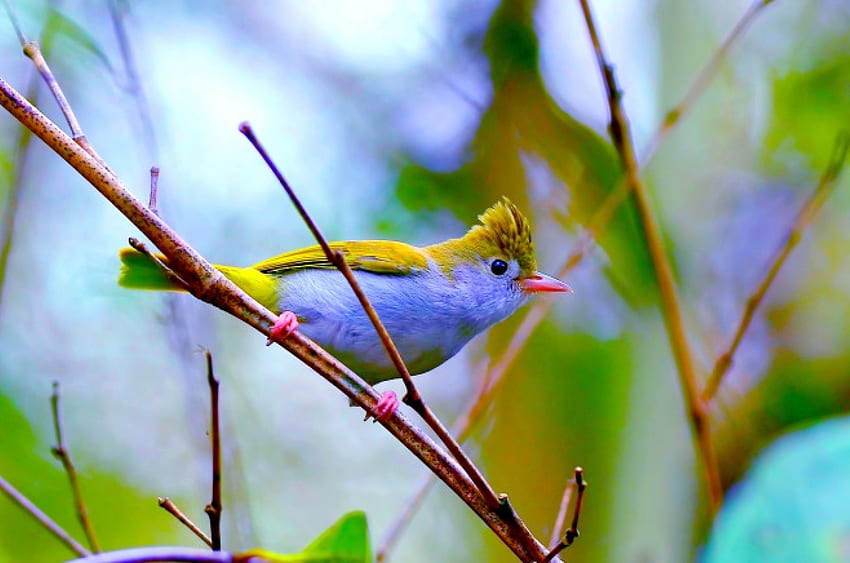 SPRING BIRD สาขา น่ารัก นก ต้นไม้ วอลล์เปเปอร์ HD
